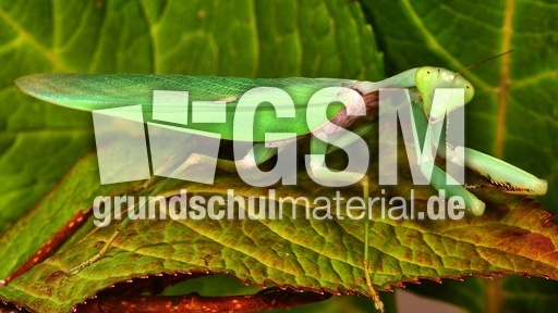 Gottesanbeterin (05).jpg